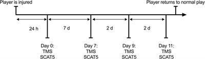 Longer Neurophysiological vs. Clinical Recovery Following Sport Concussion